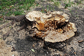 Более 800 аварийных деревьев срубят в трех округах Иркутска